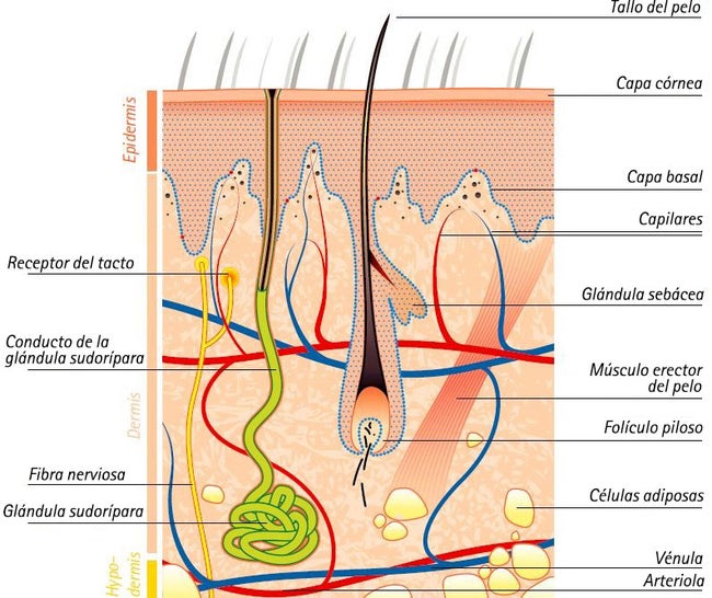 Anatomia Piel