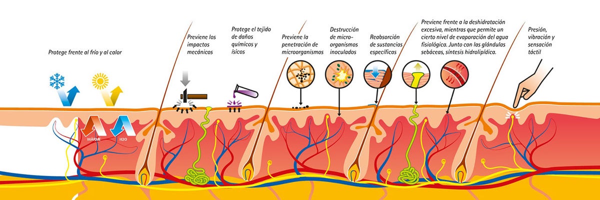 Que saber sobre la piel